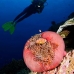 anemonefish_pink_mid_v_0705_png1248.jpg